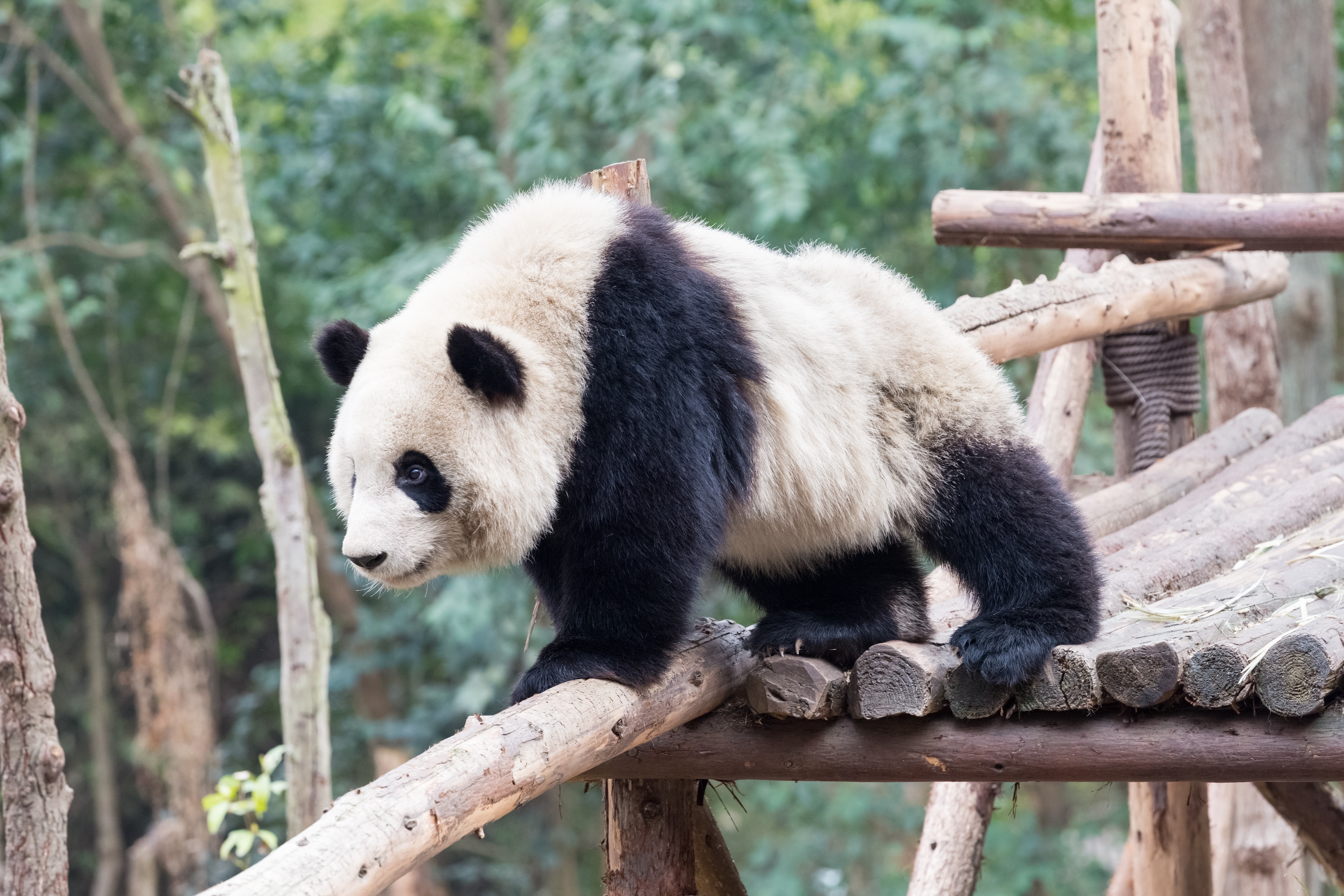 Découvrez la nouvelle application du Zoo de Beauval...