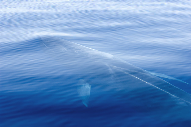 La triste agonie d’une baleine en Méditerranée
