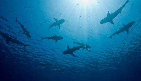 Requins pèlerins