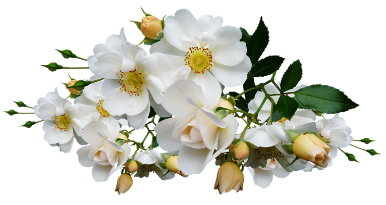 Vente de fleurs en ligne, avec Foliflora