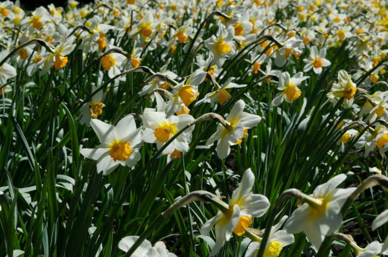 Le Festival des Jonquilles à Gérardmer, une Explosion de Couleurs