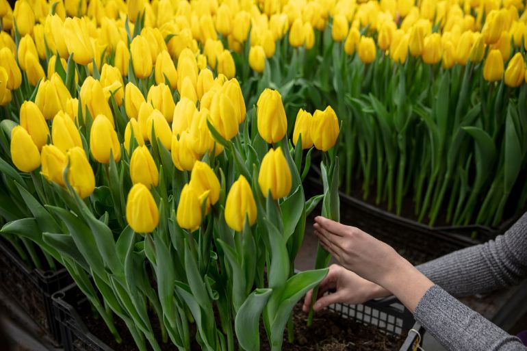 SAV par téléphone Éclat Printanier : Explorez la Beauté Florale au Festival des Tulipes à Morges