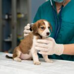 Soins et santé animaux Vétérinaire par téléphone, consultation vétérinaire, santé animale, soins pour animaux de compagnie, urgences vétérinaires