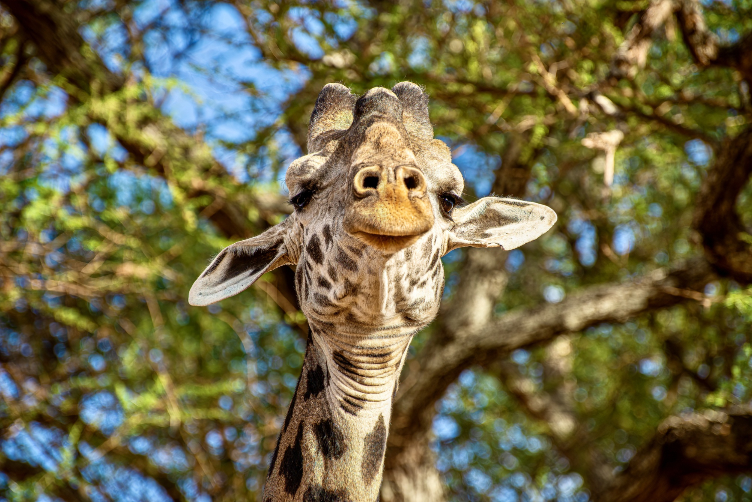 Appeler la assistance technique par téléphone de Les Zoos en France : Un Monde Animal à Explorer