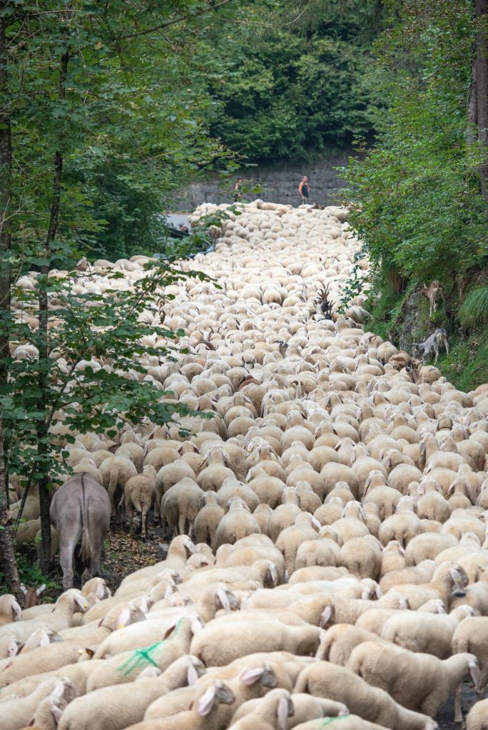 Service client, numéro de téléphone de Transhumance en Provence : Découvrez le Spectacle Enchanté des Moutons en Montagne