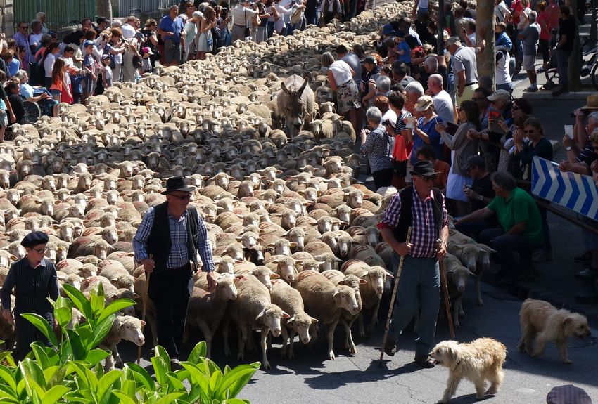 Trouver numéro téléphone deTranshumance en Provence : Découvrez le Spectacle Enchanté des Moutons en Montagne