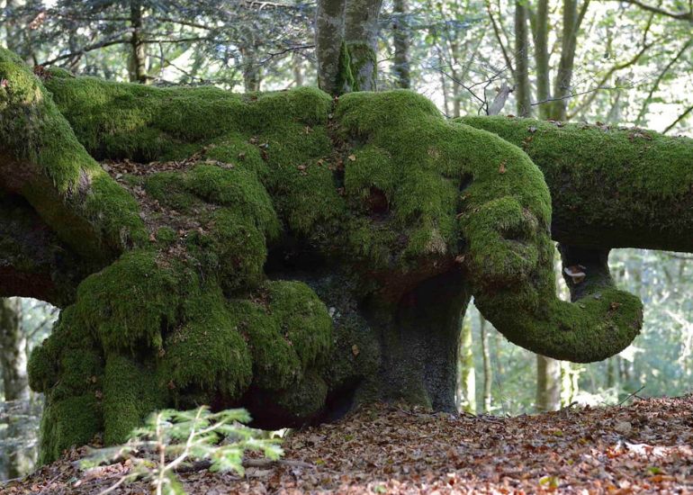 Téléphone et service client de Le Parc Naturel Régional du Morvan : Une Évasion Naturelle en Bourgogne-Franche-Comté