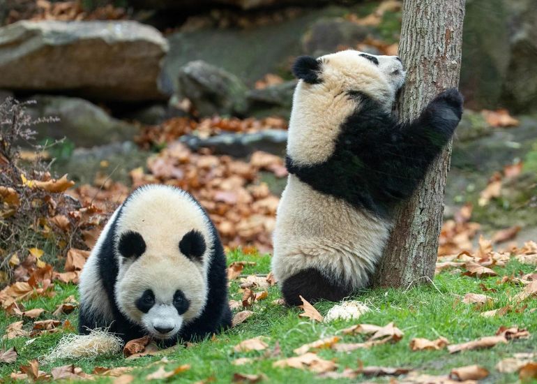 Service client, numéro de téléphone de Découvrez le Parc Zoologique de Beauval : Une aventure passionnante au cœur de la nature